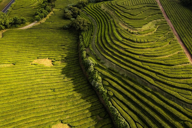 Paesaggio aereo delle piantagioni di tè verde