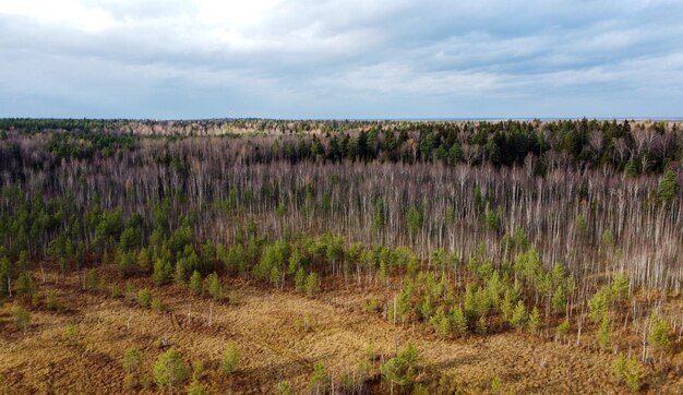 Paesaggio aereo di foresta verde autunnale e erba gialla inondata di luce solare vista dall'alto