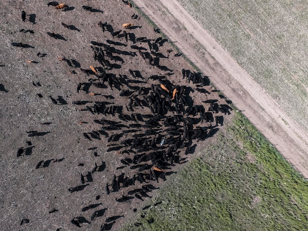 Paesaggio aereo di mucche nel campoBuenos Aires Argentina