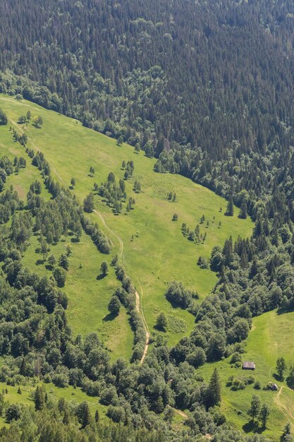 Paesaggio aereo di pini verdi e piccoli prati che formano una trama grafica Montagne dei Carpazi