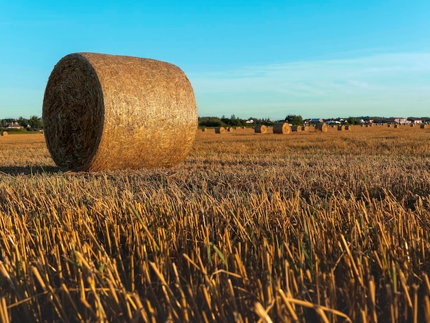 Paesaggio Agosto Pagliaio nel campo Concetto di raccolta