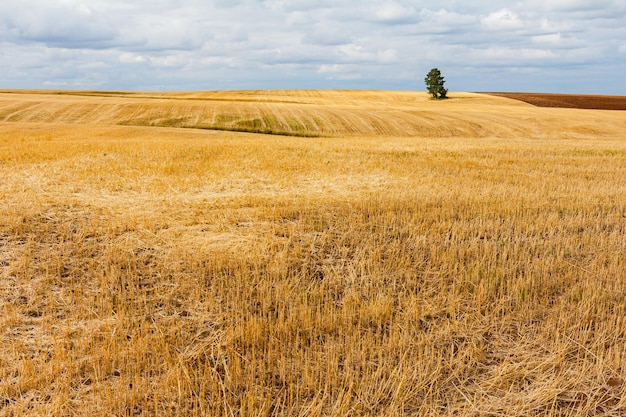 Paesaggio agricolo con terreni arati e campi rurali vuoti dopo la raccolta