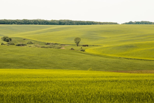 Paesaggio agricolo di campagna