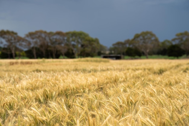 paesaggio agricolo di un raccolto di grano in Australia