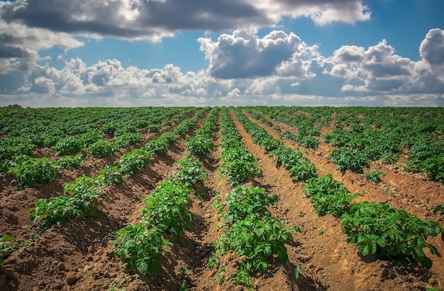 Paesaggio agricolo nel periodo estivo