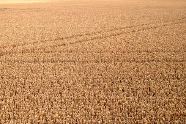 Paesaggio agricolo nel periodo estivo