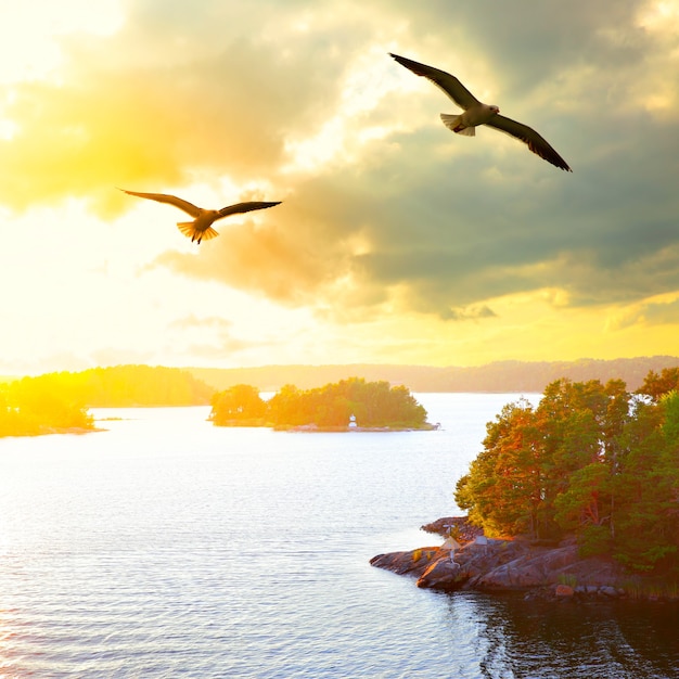 Paesaggio al tramonto con piccole isole nell'arcipelago di Stoccolma e gabbiani in volo. Svezia