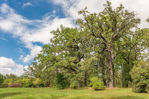 Paesaggio alberi querce in una radura Bella natura estiva Sofiyivka