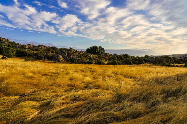 Paesaggio all'alba con campi di erbe dorate e cielo nuvoloso.