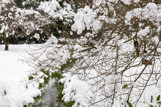 Paesaggio all'inizio della primavera nella foresta un flusso scorre tra l'erba verde innevata dopo un fuoco selettivo di nevicate