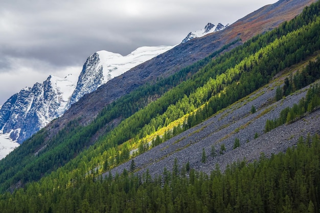 Paesaggio alpino con la foresta di conifere e le rocce diagonali della grande montagna della neve sotto il cielo nuvoloso. Scenic paesaggio montano soleggiato con alta catena montuosa alla luce del sole.