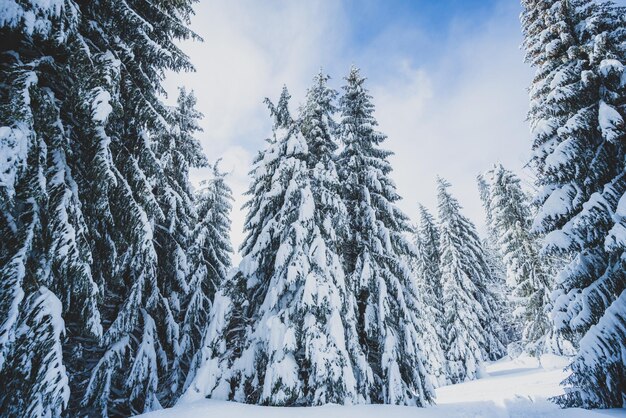 Paesaggio alpino con neve bianca e cielo blu Tramonto invernale in natura Alberi gelidi sotto la calda luce del sole Meraviglioso paesaggio invernale