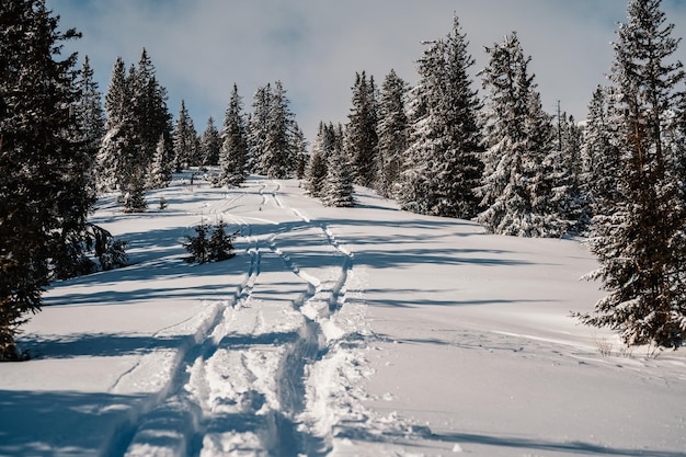 Paesaggio alpino con neve bianca e cielo blu Tramonto invernale in natura Alberi gelidi sotto la calda luce del sole Meraviglioso paesaggio invernale