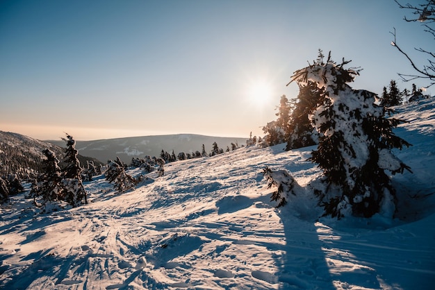 Paesaggio alpino delle montagne con neve bianca e cielo blu Tramonto inverno nella natura Alberi gelidi sotto la calda luce del sole Parco Nazionale dei Monti Krkonose Repubblica Ceca snezka