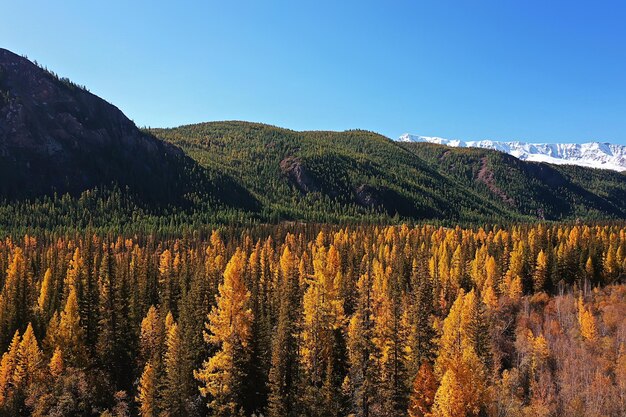 paesaggio altai russia, vista dall'alto autunnale, drone sulla foresta