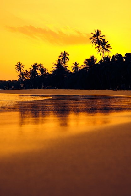 Paesaggio arancio tropicale della siluetta della palma di tramonto. Sri Lanka Beach