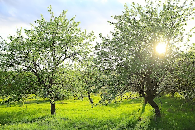 paesaggio astratto nel giardino di mele primaverile, bellissimo sfondo stagionale