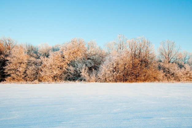 Paesaggio atmosferico invernale con piante secche coperte di ghiaccio durante le nevicate Inverno Natale sfondo