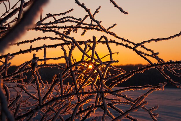 Paesaggio atmosferico invernale con piante secche coperte di ghiaccio durante le nevicate Inverno Natale sfondo