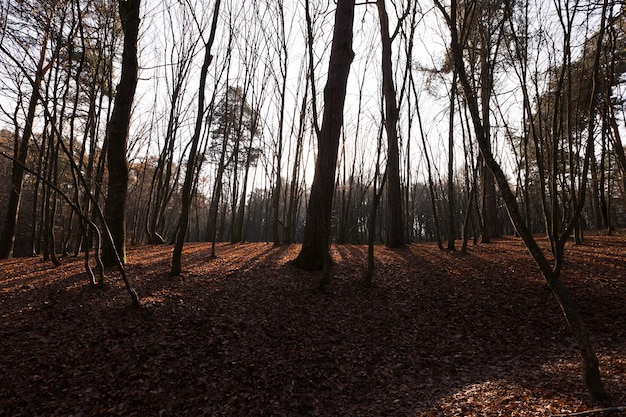 Paesaggio autunnale al tramonto o all'alba nel parco, sole splendente basso