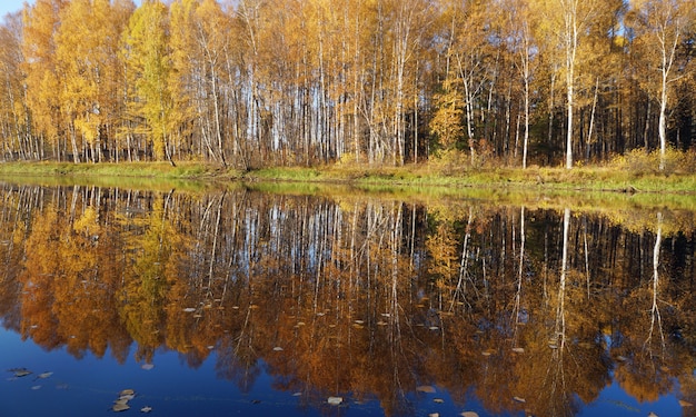 Paesaggio autunnale. Alberi con fogliame giallo.