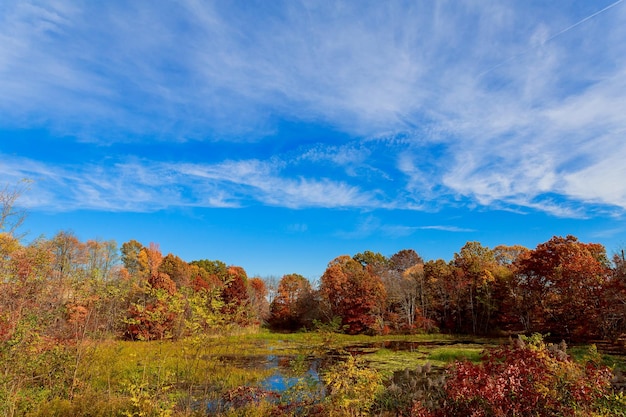 Paesaggio autunnale Alberi gialli Cielo azzurro e paesaggio naturale del lago in autunno Bella stagione sfondo con riflesso in acqua tonica foto con spazio di copia