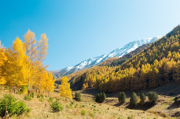 Paesaggio autunnale Alberi gialli e verdi Montagne e cielo blu brillante