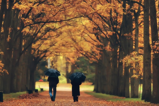 paesaggio autunnale / alberi gialli nel parco autunnale, foresta di aranci luminosi