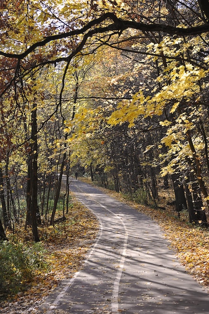 Paesaggio autunnale - alberi nel parco con foglie gialle - caduta delle foglie