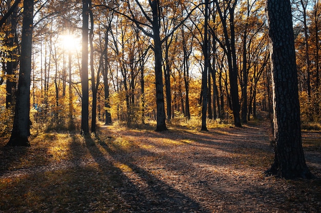 Paesaggio autunnale bellissimi alberi colorati nella foresta che brillano alla luce del sole meraviglioso colore di sfondo pittoresco nella natura splendida vista Natura incredibile landscapexA