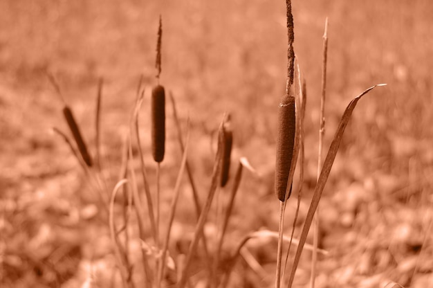 Paesaggio autunnale Cattail cresce in una palude tra l'erba secca marrone attenzione selettiva Peach fuzz è il colore dell'anno 2024 immagine colorata