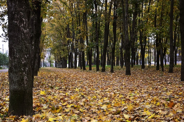 Paesaggio autunnale colorato