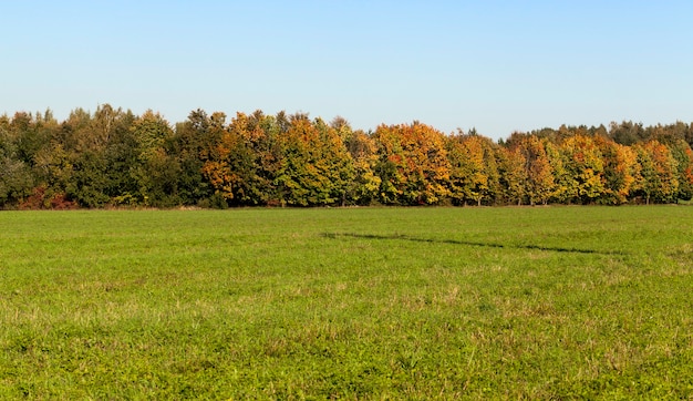 Paesaggio autunnale con aceri che arrossiscono ingialliti All'orizzonte, davanti al bosco cresce l'erba autunnale