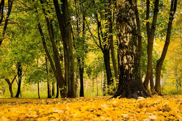 Paesaggio autunnale con alberi con foglie gialle sullo sfondo del parco.