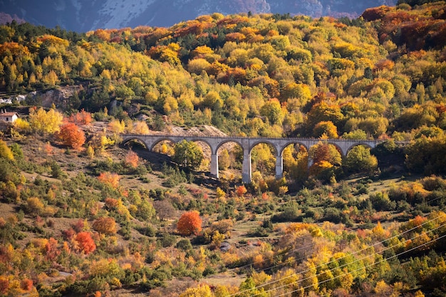 Paesaggio autunnale con alberi e piante colorati