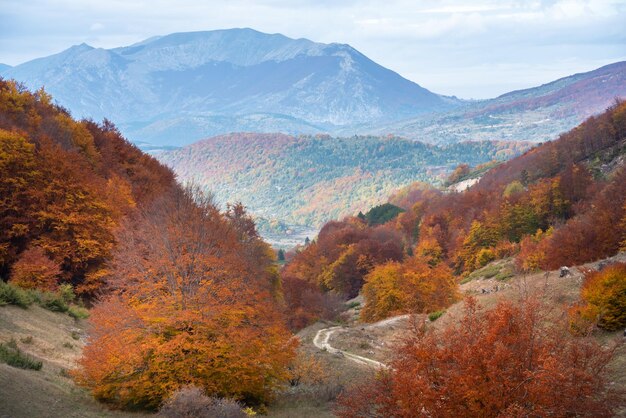 Paesaggio autunnale con alberi e piante colorati