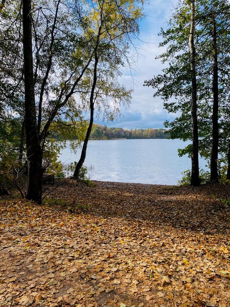 paesaggio autunnale con alberi, foresta e lago