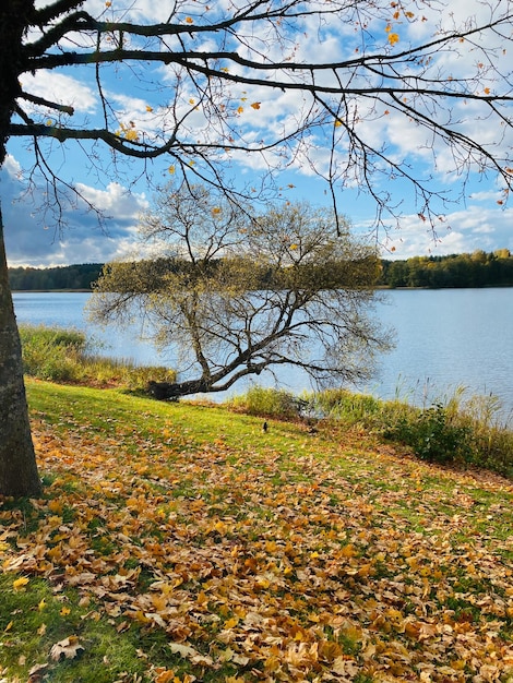 paesaggio autunnale con alberi, foresta e lago