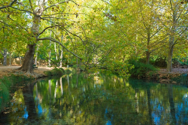 Paesaggio autunnale con alberi rigogliosi