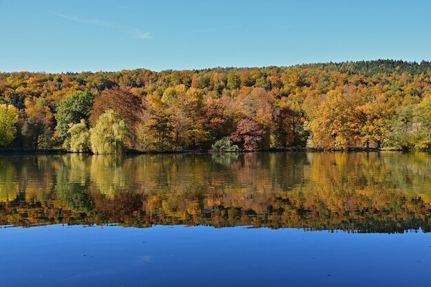 Paesaggio autunnale con alberi