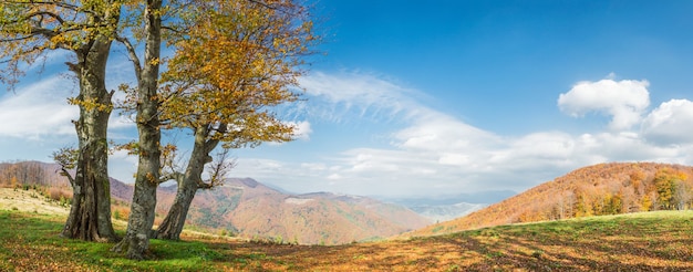 Paesaggio autunnale con albero d'oro in montagna, panorama