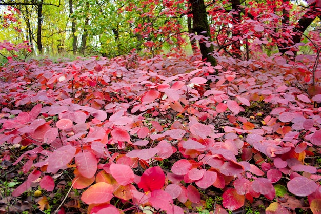 Paesaggio autunnale con bellissimi alberi colorati