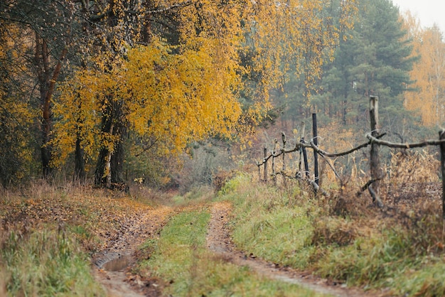 Paesaggio autunnale con betulle e pini in una giornata cupa Vista rurale del bellissimo sentiero naturale e recinzione di legno nelle vicinanze