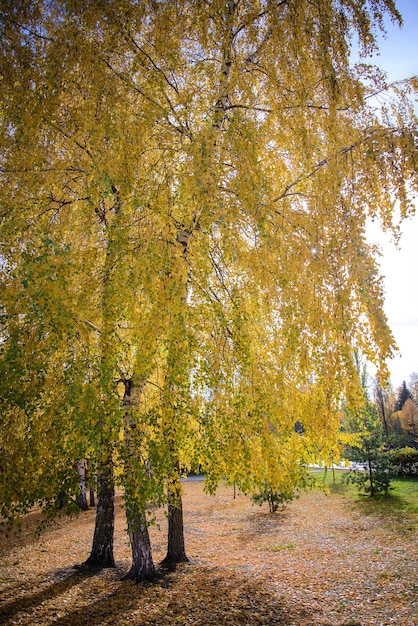 Paesaggio autunnale con betulle