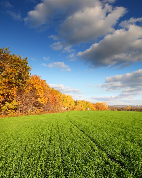 Paesaggio autunnale con campo verde