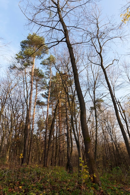 Paesaggio autunnale con cielo piovoso nella stagione autunnale, natura alla fine dell'autunno