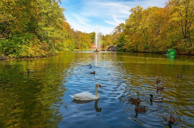 Paesaggio autunnale con cigno e anatre sul lago, fontana e alberi gialli, parco Sofiyivsky, Uman, Ucraina.