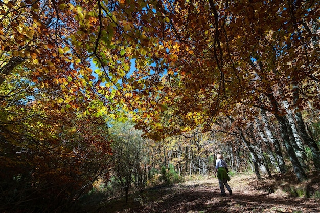 Paesaggio autunnale con escursionista nel parco naturale della foresta di faggio di Tejera Negra a Guadalajara in Spagna