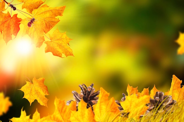 Paesaggio autunnale con fogliame colorato luminoso Estate indiana