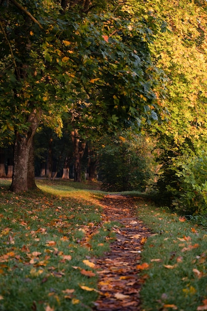 Paesaggio autunnale con foglie verdi e gialle giornata di sole luminoso dell'inizio dell'autunno